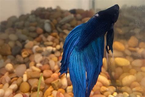 betta ich - betta fish treatment